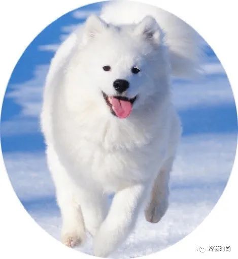 宠物新兴行业前景如何,宠物行业未来赚钱机会在哪