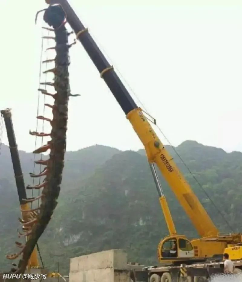 当蜈蚣遇到南方蟑螂会怎样,南方的大蟑螂有多可怕