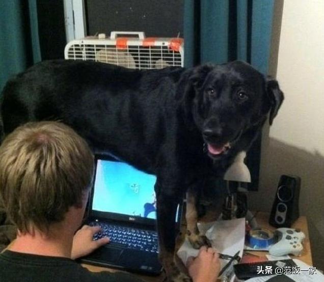 狗狗有这种行为证明你养对狗了,这八种狗狗都是粘人精谁养谁知道