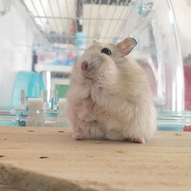 仓鼠太懒不爱运动,仓鼠幼鼠很懒怎么办