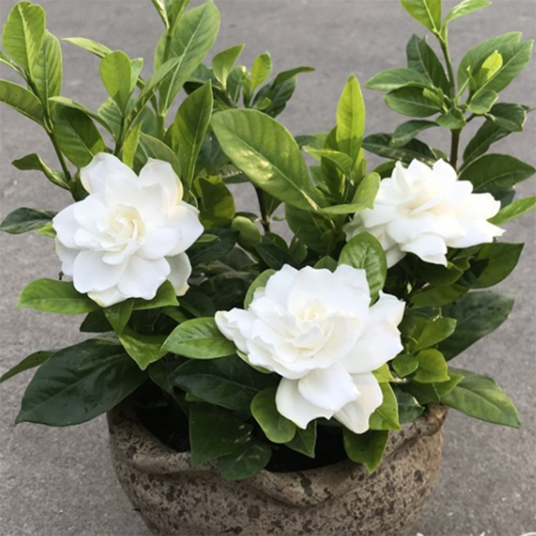 栀子花花苞多但叶子发黄了怎么办,栀子花的花朵为什么打不开