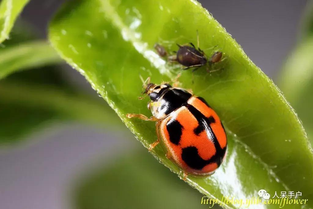 人工养殖的天敌昆虫,昆虫天敌大全