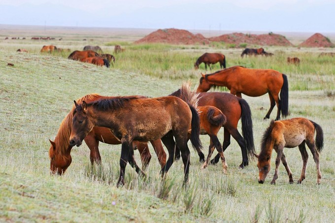 深度游玩张掖旅游攻略,张掖七彩丹霞旅游区攻略一日游