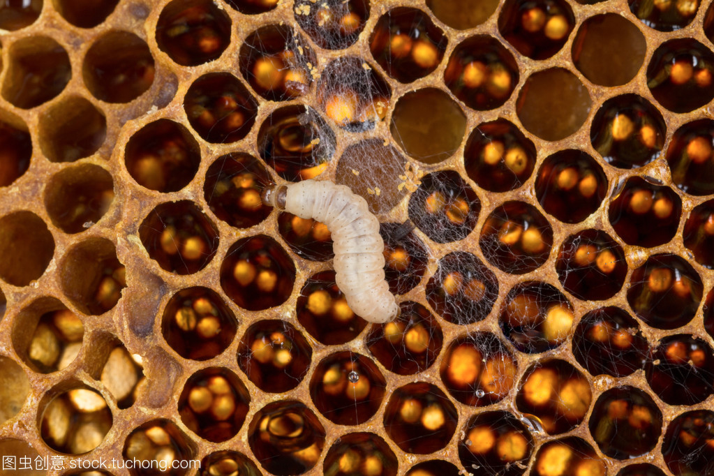 蜜蜂养殖为何蜂箱中生虫子,蜜蜂为什么会有巢虫