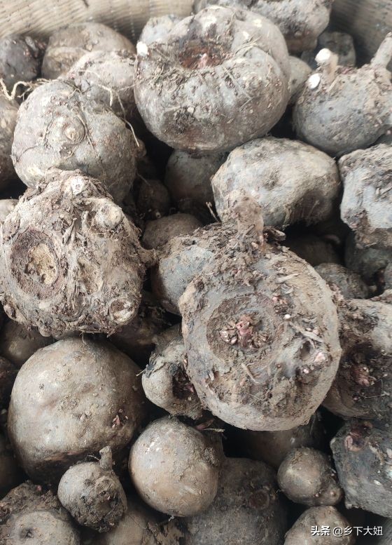 普通魔芋花很臭为什么,魔芋开花有腐臭味