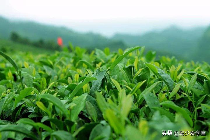 微商卖茶叶引流客源最快的方法,微商卖茶叶的技巧