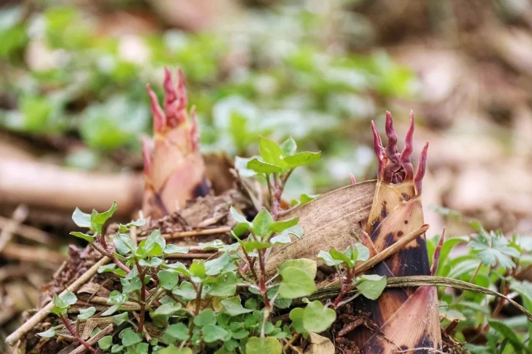 世道变坏是真是假,世道变坏是从嘲笑项羽开始