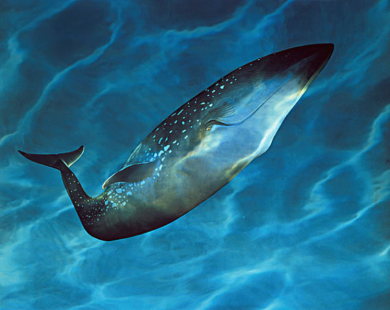 海洋十大巨齿鲨排名,海洋十大杀手