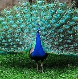 甘露花海最美打卡地点,花海风光打卡地