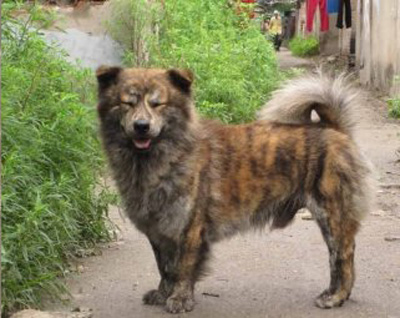 涓崕鍥涘ぇ鍚嶇寧,涓浗浜斿ぇ鐏粷鐗╃