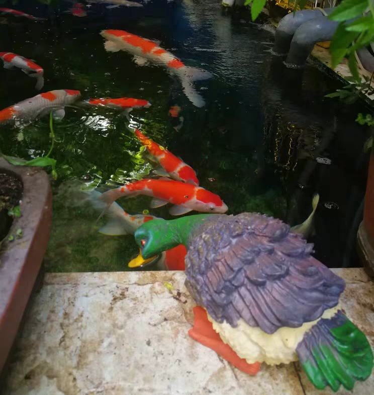 锦鲤趴缸扎堆在上面角落怎么办,室外鱼池冬天锦鲤趴底正常吗