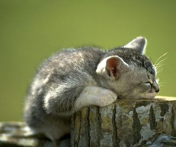 猫咪眼屎特别多的原因和处理方法,猫咪眼屎多的原因和处理方法