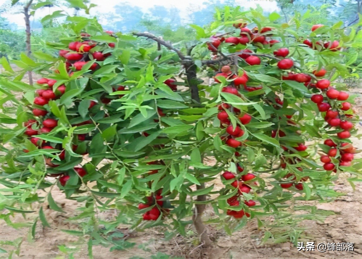 欧李钙果适合在什么地方种植,欧李与钙果及山楂有什么区别