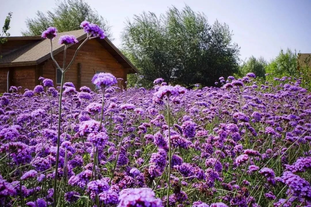 亲爱的客栈3沙漠取景,亲爱的客栈3拍摄地方