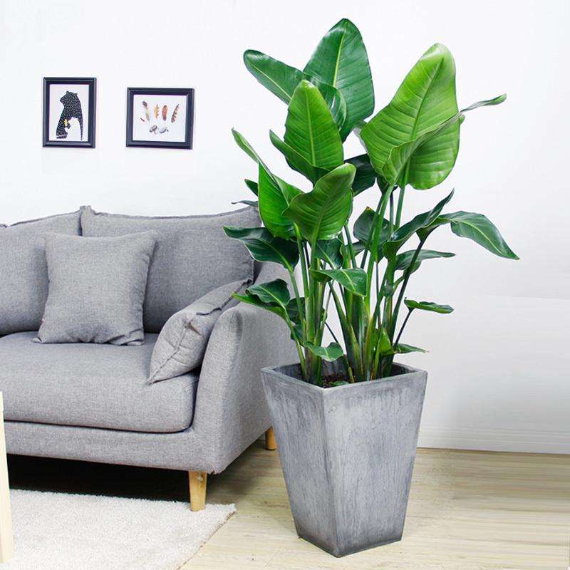 散发清香的易养花卉植物,观叶植物盆栽大全图