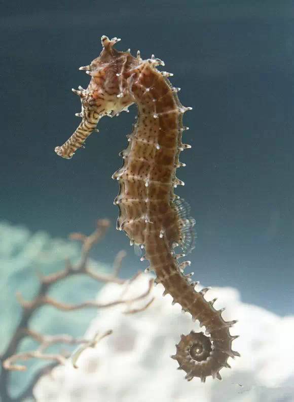 中国海鲜河鲜,市场河鲜海鲜种类大全