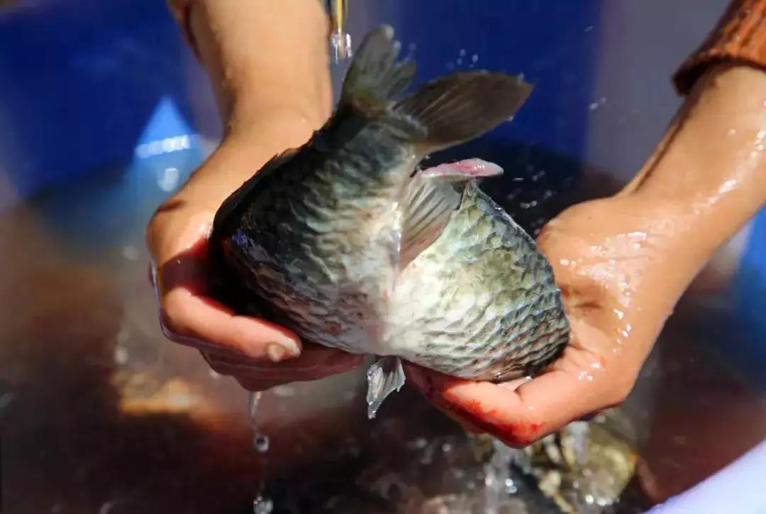 西昌旅游攻略必去的地方,西昌旅游攻略一日
