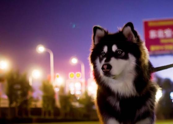 阿拉斯加从小怎么养才乖,阿拉斯加吃什么鱼油护毛