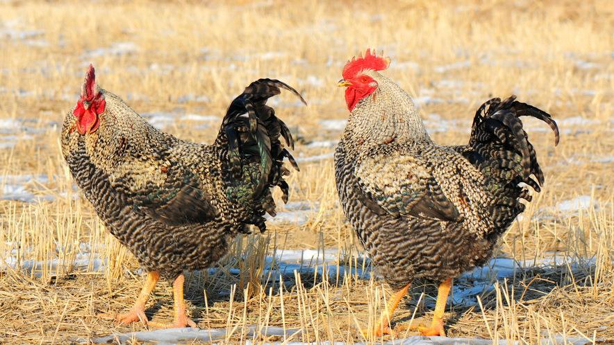 鸡采食量下降的原因及治疗方法,鸡采食量上不去咋办