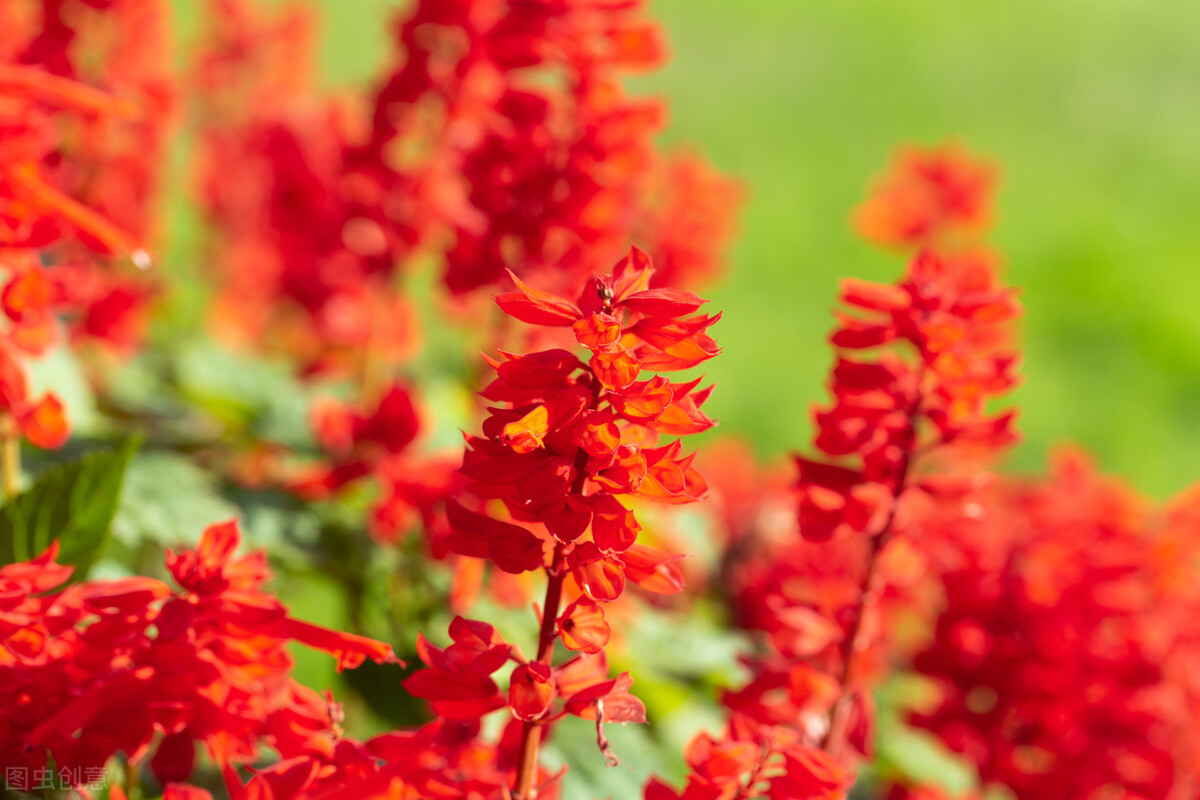 100种常见园林图鉴,列举20类不同的园林花卉