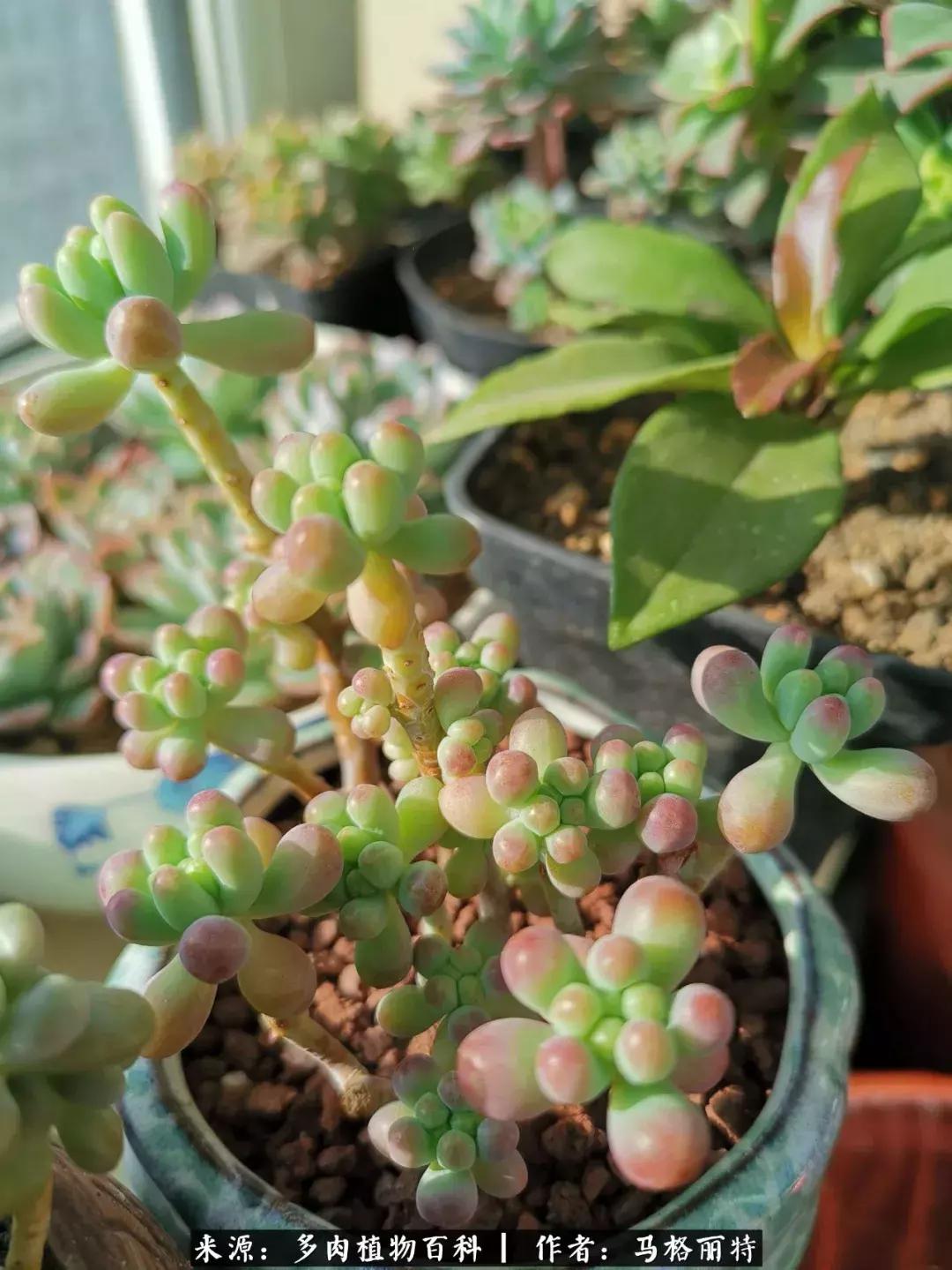 北方阳台多肉怎么过冬,北方阳台多肉