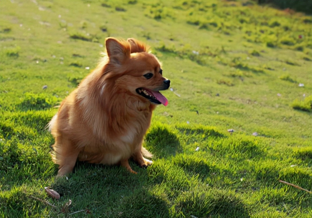 狗狗拉稀的常见原因及治疗方法,狗狗拉稀是什么原因怎么办