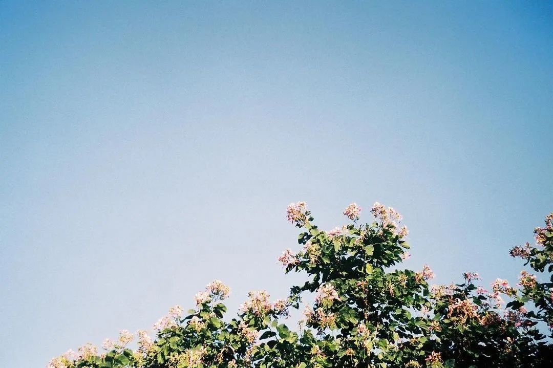 blackpink同款胶卷相机,blackpink同款胶片机