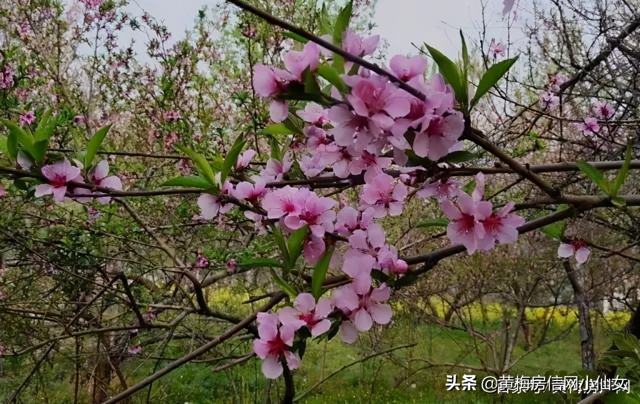 小池旅行怎么去,小池游玩附近推荐