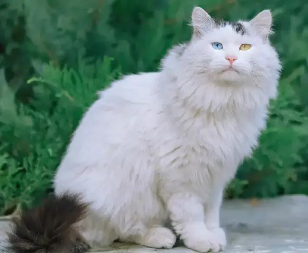 世人只知道猫可爱的一面,临清狮猫和布偶猫后代