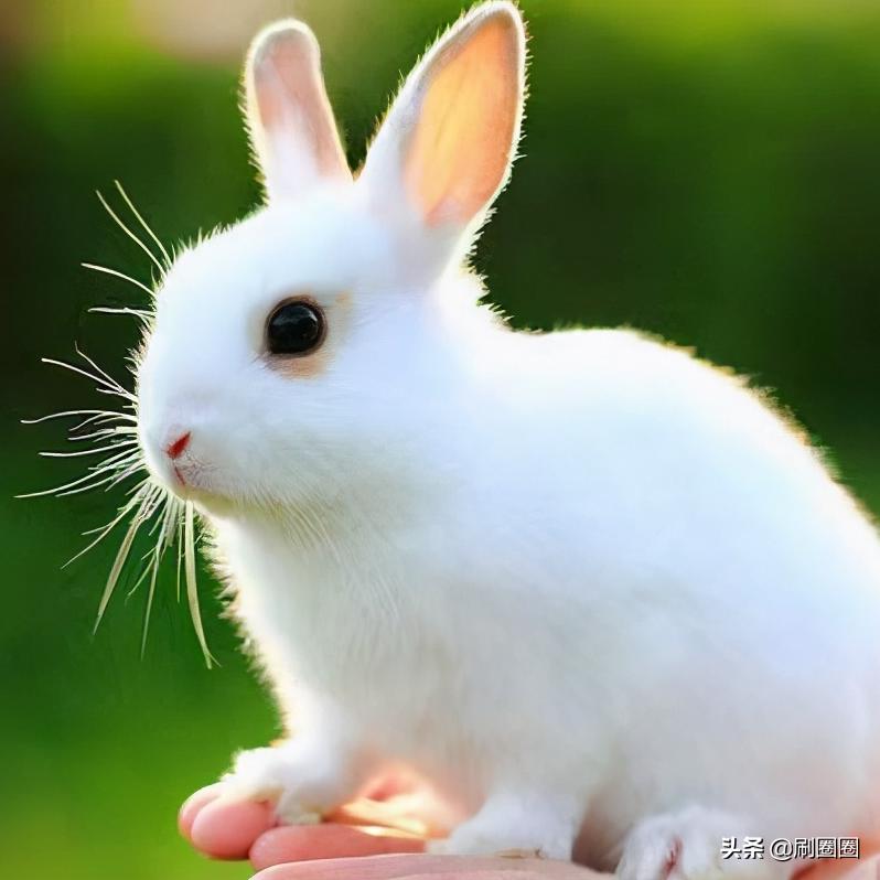 第五单元说明文作文500字五年级,五年级第五单元说明文作文范文