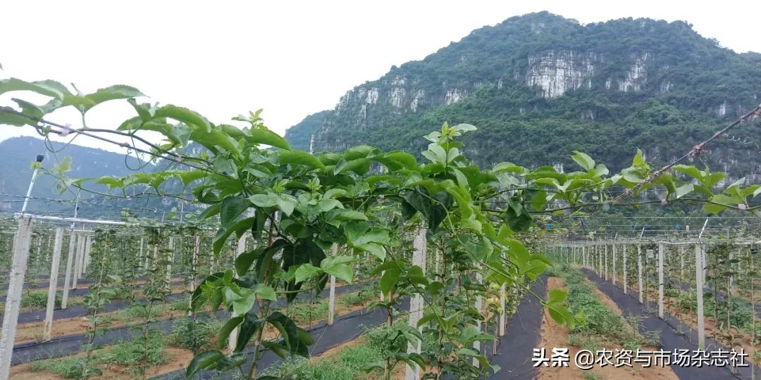 液体肥推广新模式,液体肥发展过程