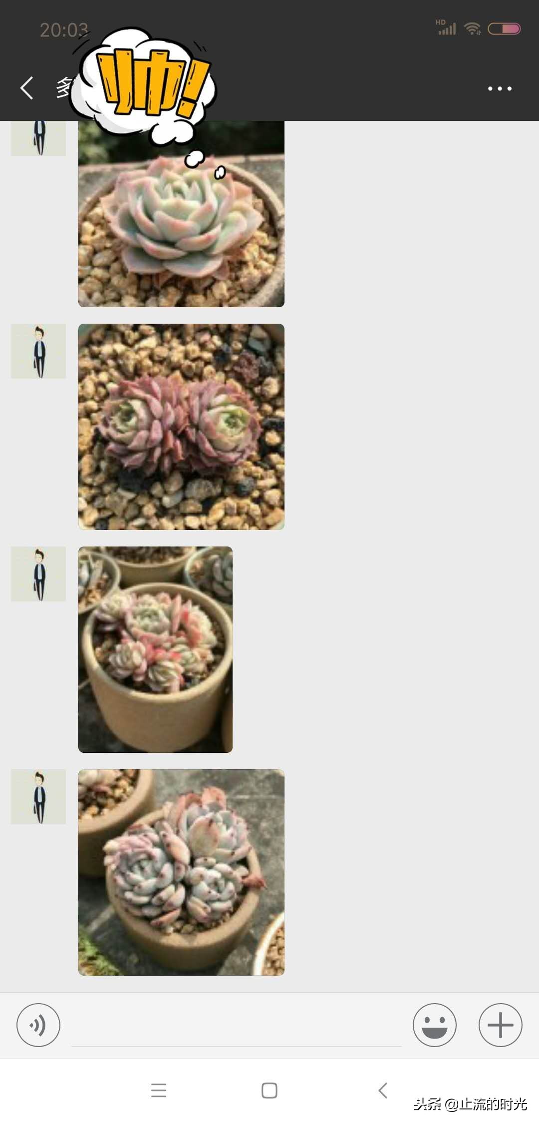 这些多肉有香味你都闻到过吗,这八种多肉每一个都是国宝级的