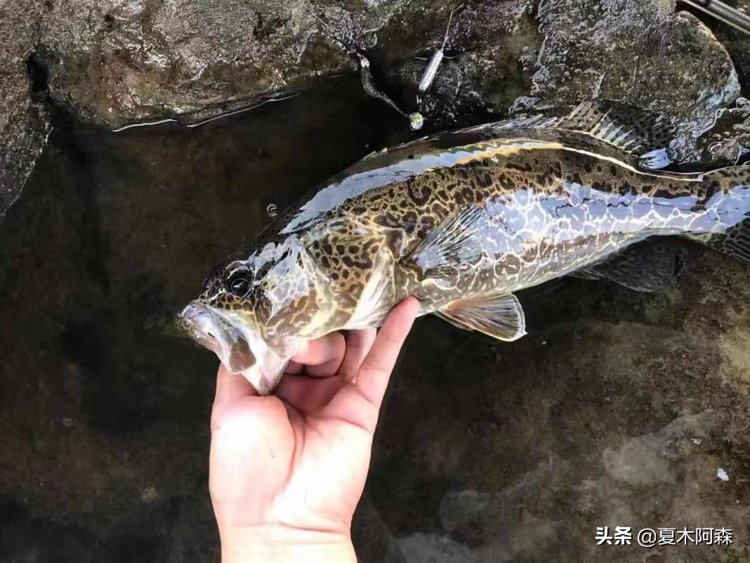 鳜鱼喜欢在岩石堆里面吗,鳜鱼总是侧躺在石头边