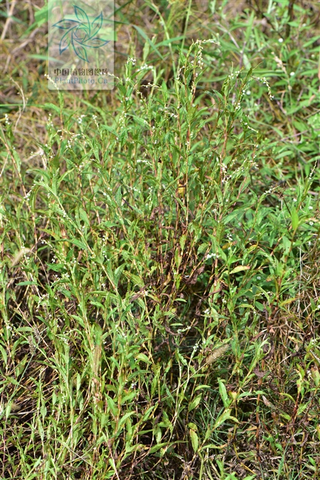 水蓼草药功效与作用,水蓼治疗下身有湿气吗