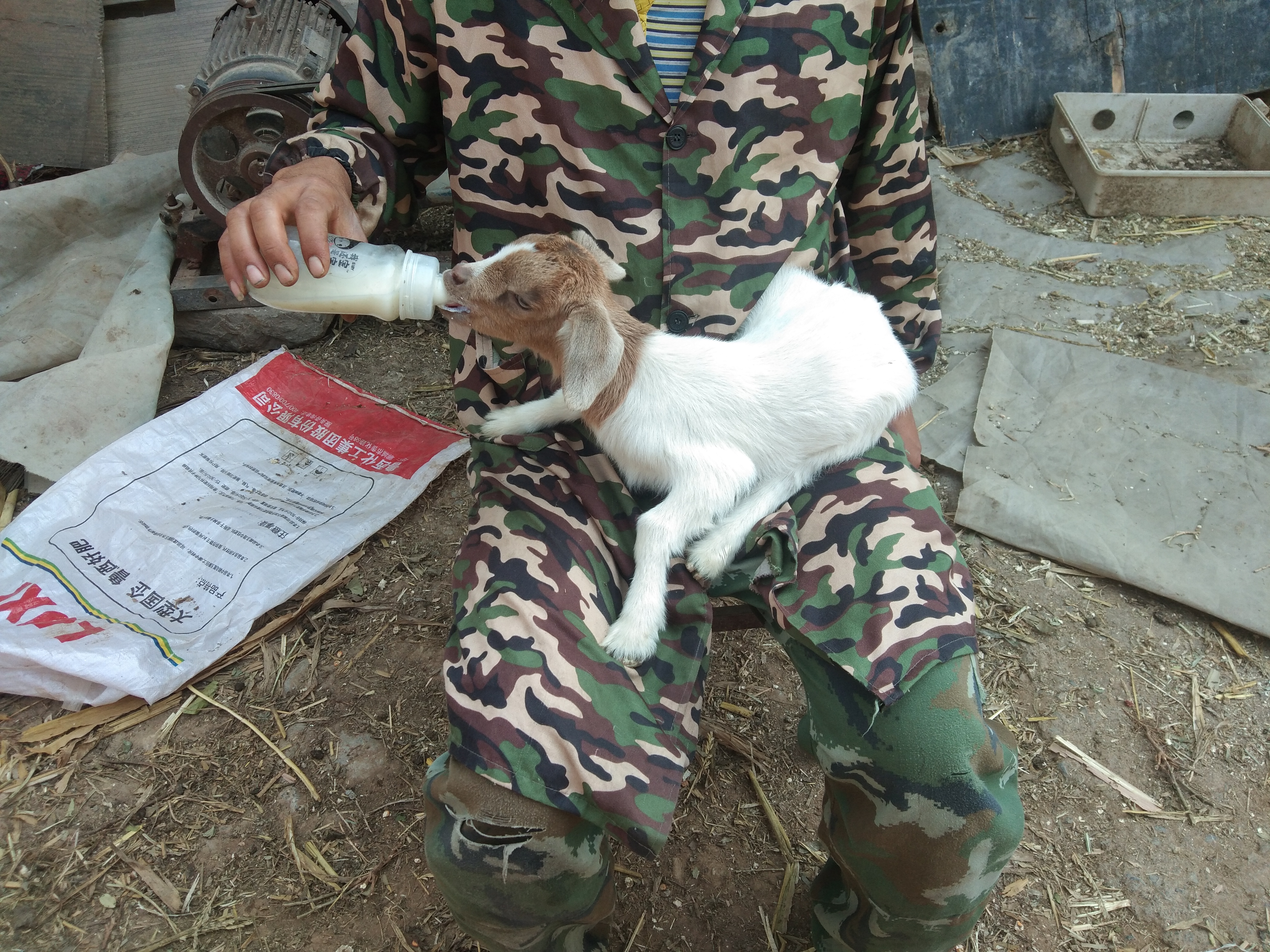 养羊家中常备哪些药,养羊必备的五种药