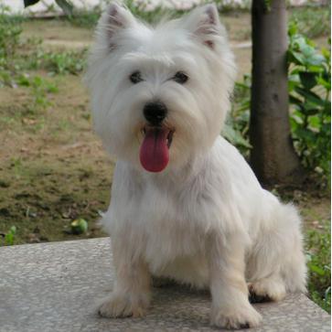 全世界100种名贵狗,世界上46多种名狗图文说明