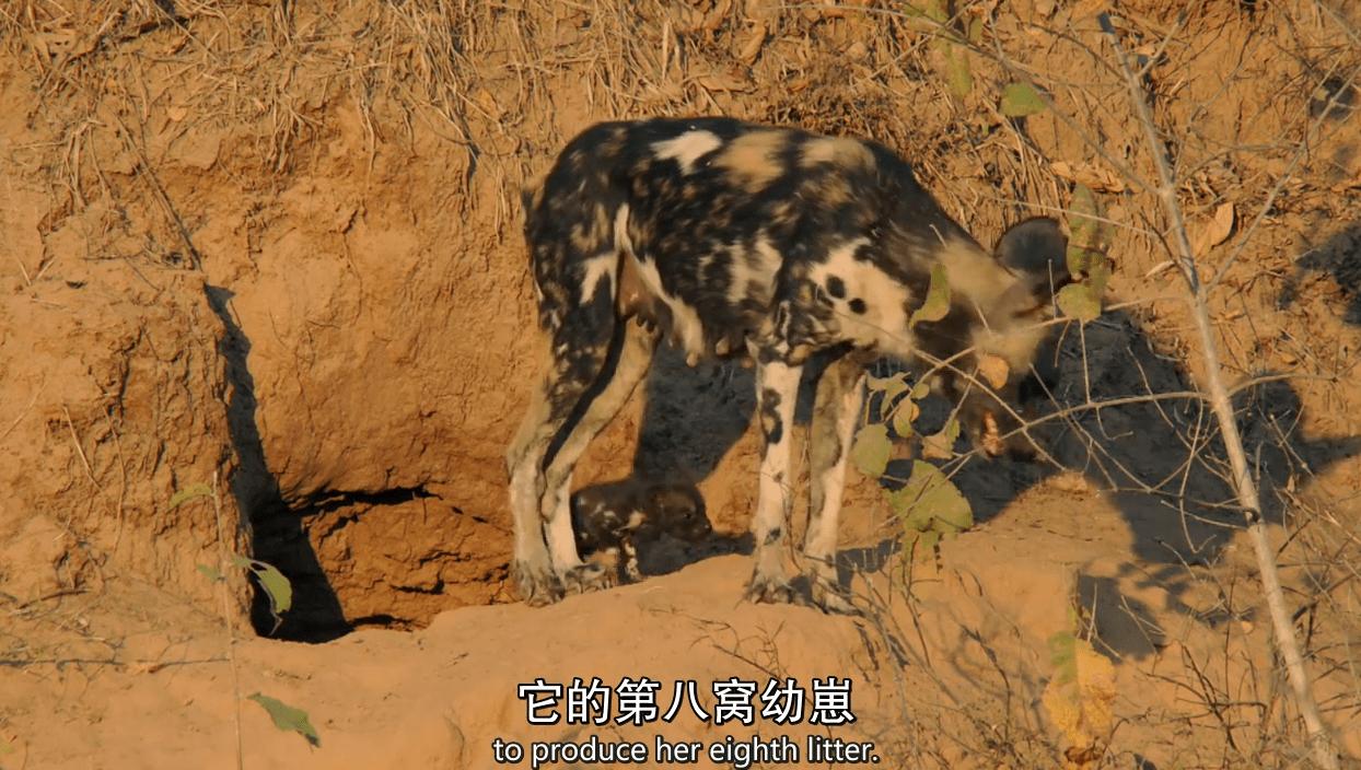 顶级捕猎者狩猎场面,狼群捕猎瞬间