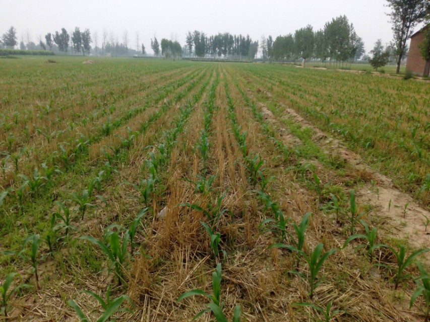 麦茬玉米苗子大小不一，3个办法来解决，让你的玉米收成好