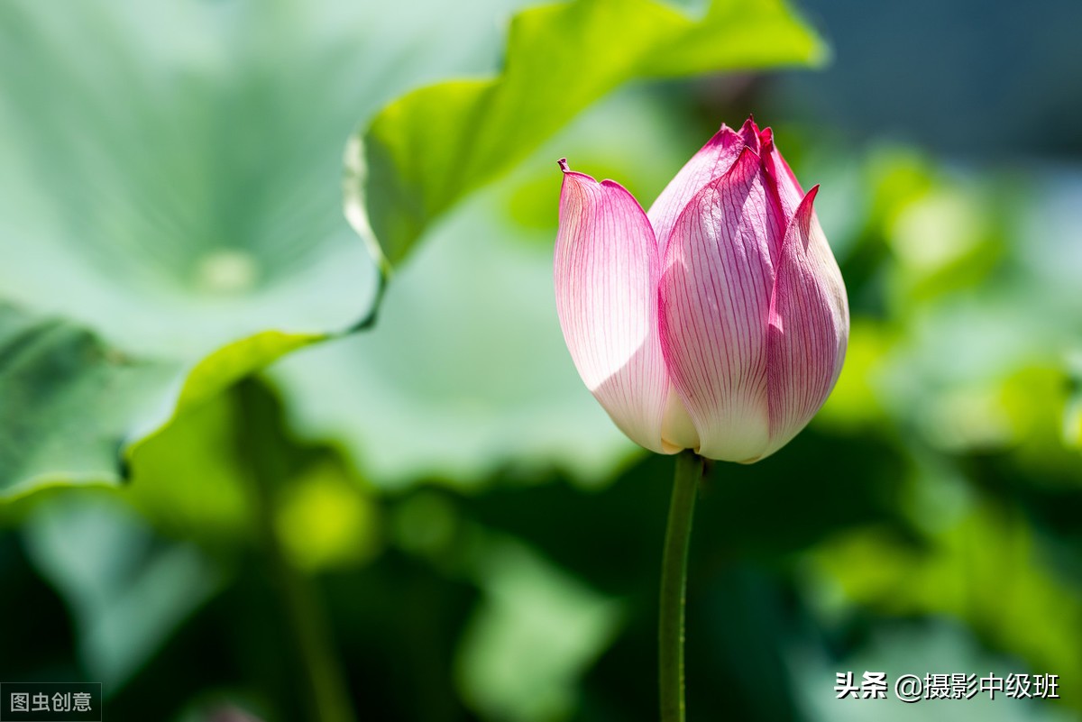 如何拍摄荷花这些技巧你要知道,怎样拍荷花的方法