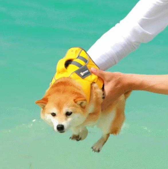 比人还会拍照的狗，简直萌炸朋友圈了