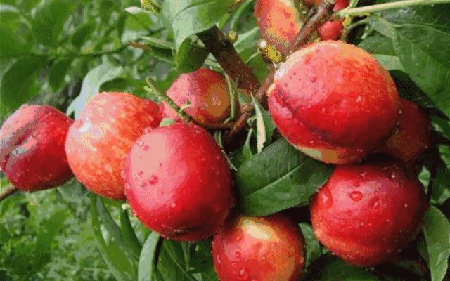 七月熟的油桃有哪些,四月份成熟的油桃好吃么