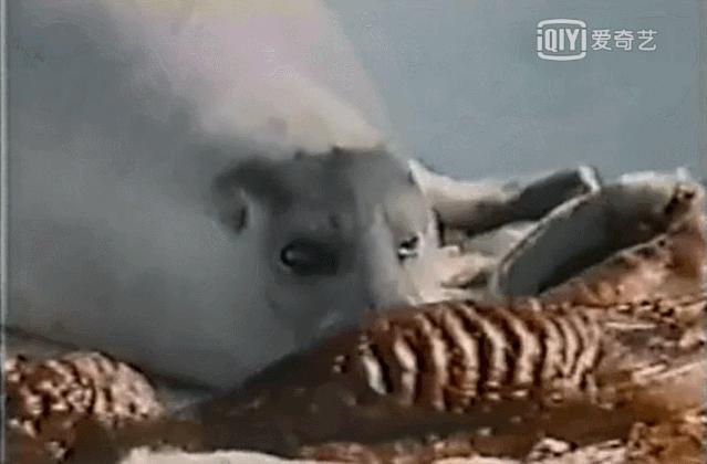 15岁怀孕,她被骗吃下*药炸**,一尸两命:有些人,这辈子不配为人