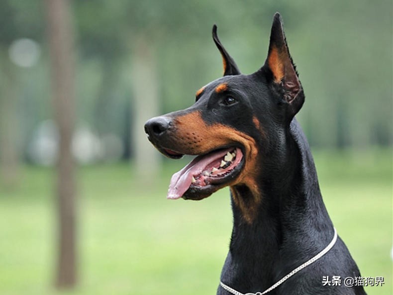 家有狗狗太吵闹5招让它不再叫,家里的狗狗有攻击性怎么办