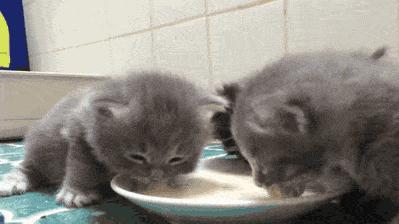 萌出血的猫,萌出血的小奶猫