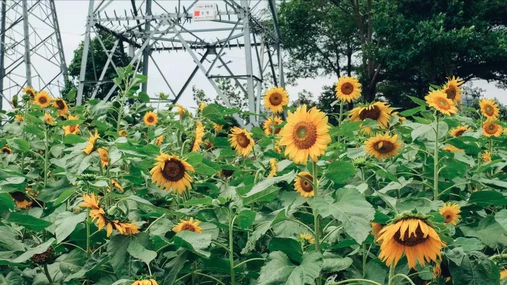 下一个松岗,这里是深圳宝安