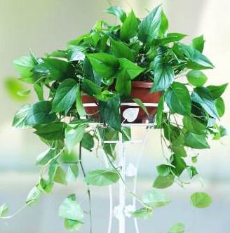 刚买的绿萝叶子黄了要怎么处理,刚买回来的绿萝老烂根怎么办