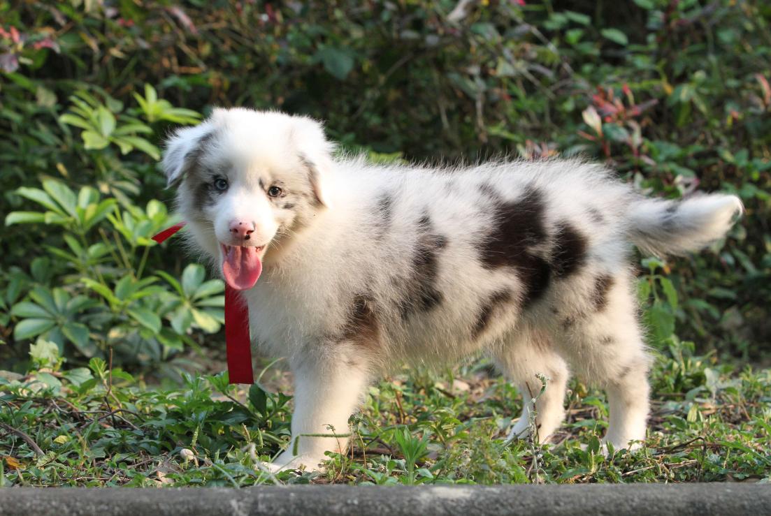 怎么避免边牧遗传病,黑白边牧的遗传病有哪些