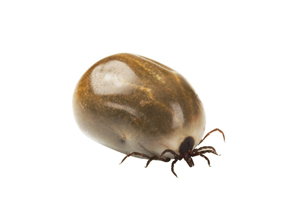 狗狗有牛蜱有什么方法能根除,如何预防蜱虫叮咬狗狗