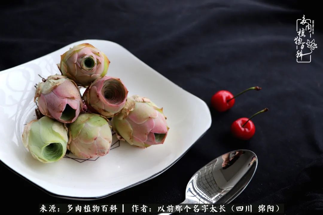 山地玫瑰夏天,山地玫瑰花怎么玩