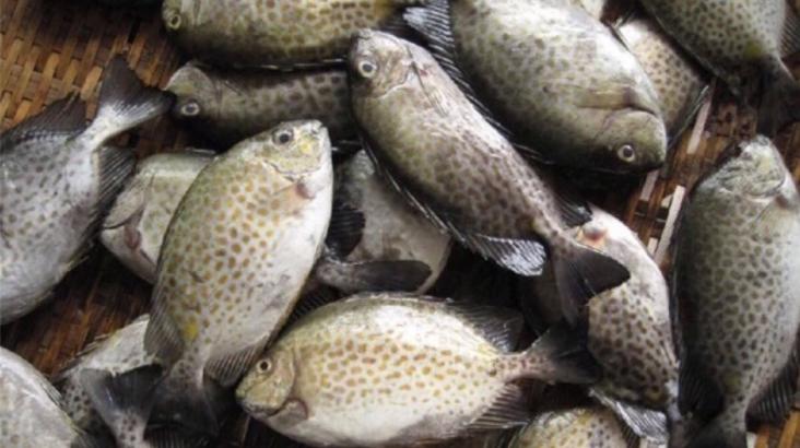 海钓注意有毒鱼种,海钓七种危险鱼类